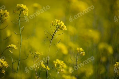 Preview: Midway through February 2024, mustard blossoms in a stunningly beautiful way.