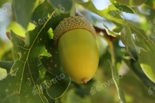 Preview: Fresh and young acorn on the tree