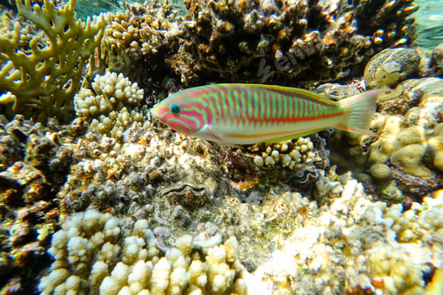 Preview: Amazing underwater world of the Red Sea colorful tropical striped fish swims above the surface near