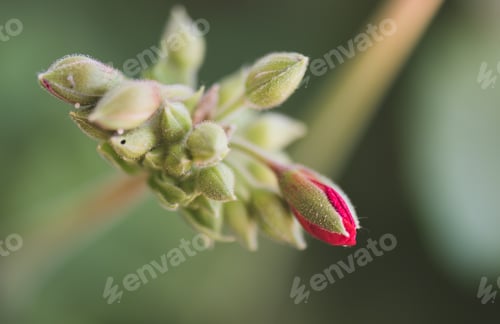 Preview: Geranium Buds