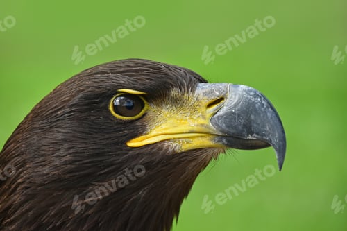 Preview: Close up profile portrait of Golden eagle on green