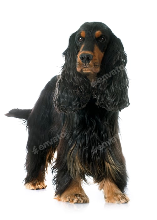Preview: cocker spaniel