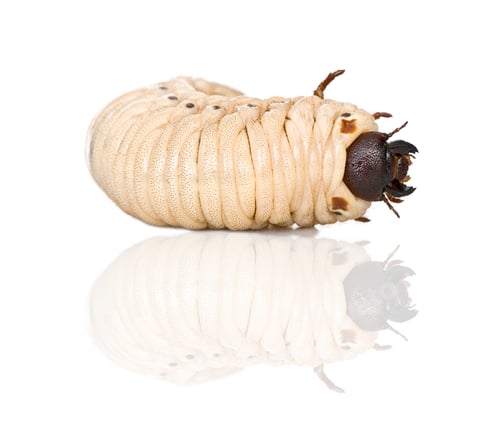 Preview: Larva of a Hercules beetle, Dynastes hercules, against white background, studio shot