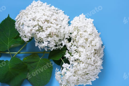 Preview: branches of high range close-up on a blue background, postcard