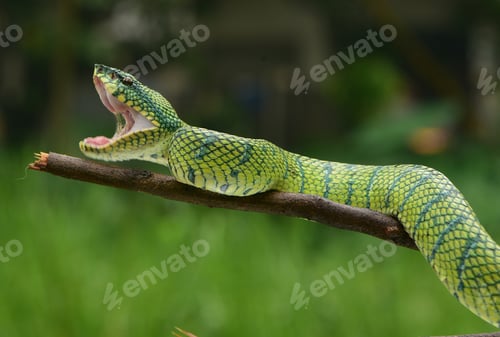 Preview: Tropidolaemus subannulatus, Bornean viper snake ready to bite