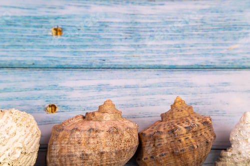 Preview: seashells on a blue wooden background.Marine theme