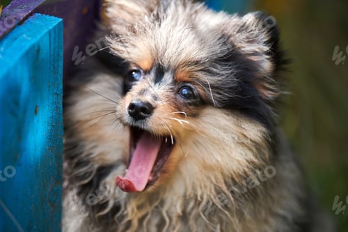 Preview: Pomeranian Spitz puppy in garden, close up face portrait