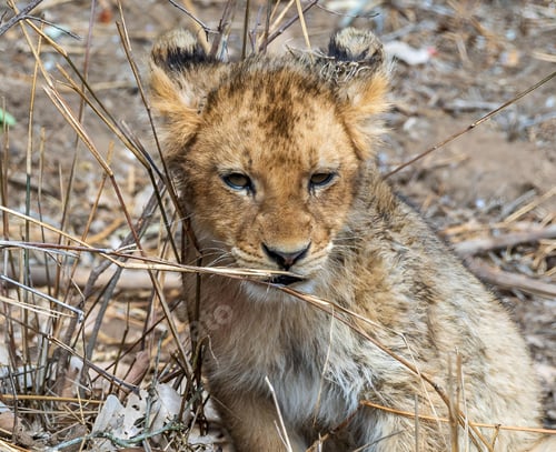 Preview: Young lion cub resting on the dusty ground near withered vegetation