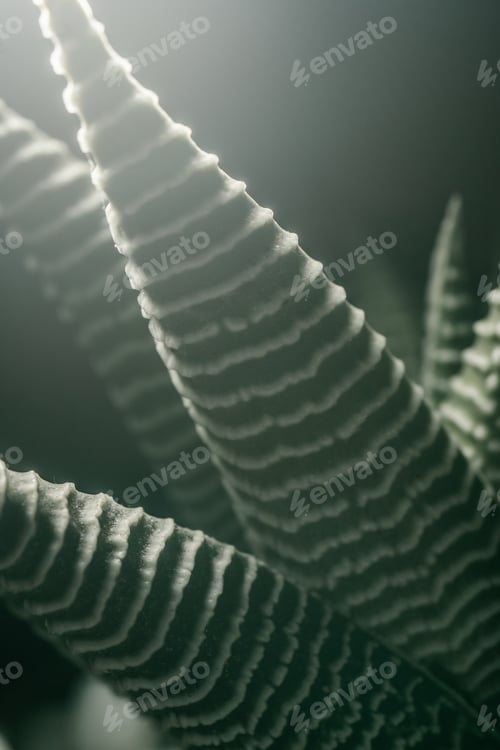 Preview: Macro photography of plant leaves on a dark background.