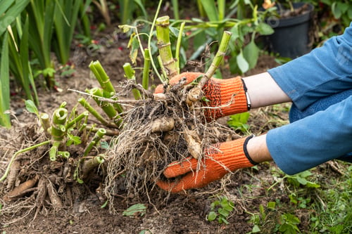 Preview: Hands hold dahlia tubers, just dug out of the ground for winter storage.