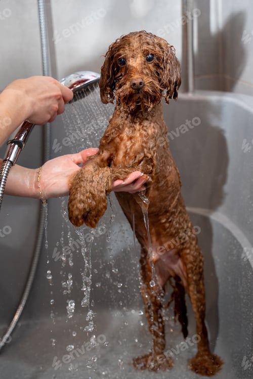 Preview: Pet hygiene session. Maltipoo under light shower for proper dog care