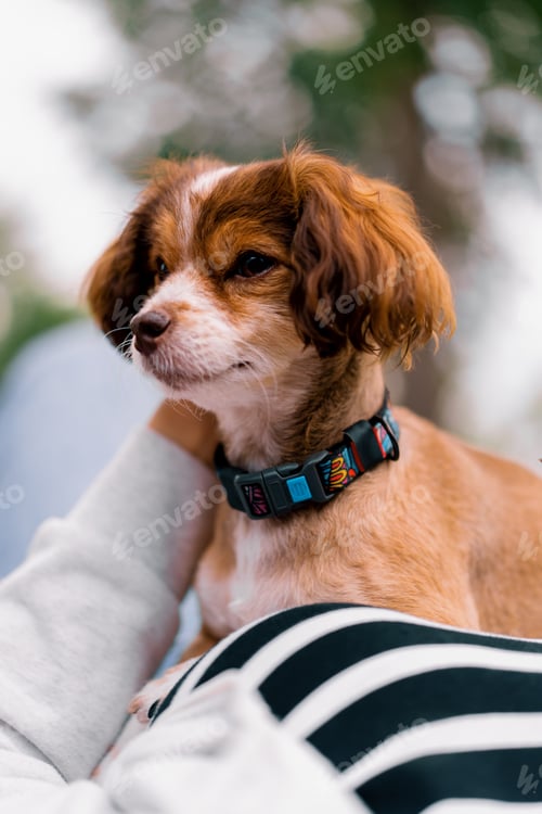 Vista previa: small funny cute dog with owner on a walk in the park happy friendship lies on girl