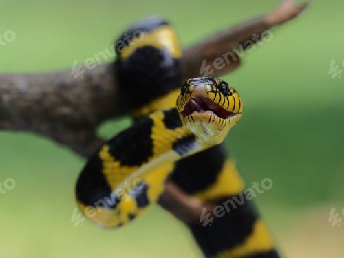 Preview: golden ring snake