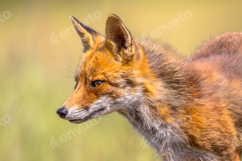 Preview: Red Fox portrait