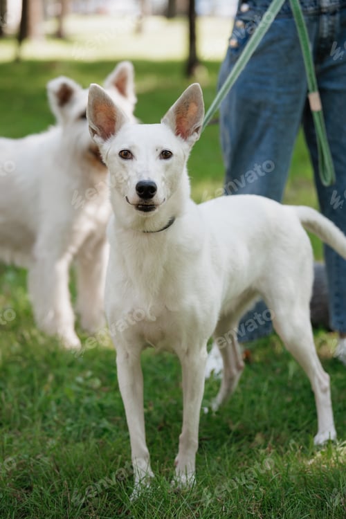 Preview: white dog walks in park on green lawn. happy pet