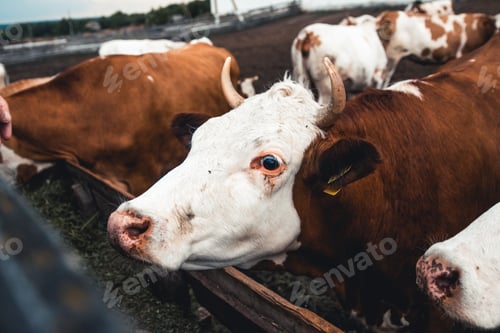 Preview: Cows on the form. Milk production. Household animals