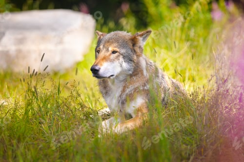 Preview: Beautiful male adult grey wolf resting in grass meadow in the forest