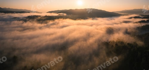 Preview: Morning golden mist in the forest and morning light