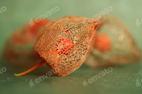 Preview: Close up of physalis peruviana plant isolated on green background