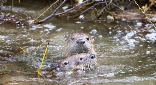 Preview: Otter swimming in a river. Grand Teton National Park