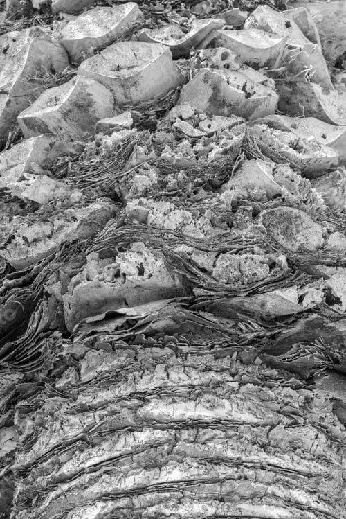 Preview: Abstract Bumpy Texture Of A Surface Of A Palm Trunk Closeup For Natural Backgrounds And For