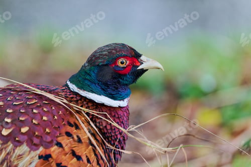 Preview: Beautiful Pheasant bird perched on lush green grass, displaying its vibrant and colorful plumage