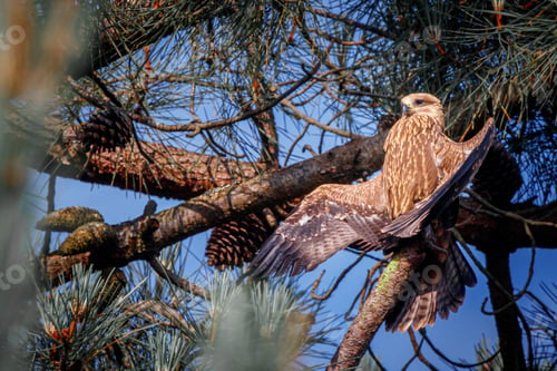 Preview: Closeup shot of a kite sitting on the branch of a tree