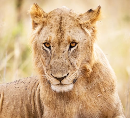 Preview: A Best wildlife sanctuary in the world