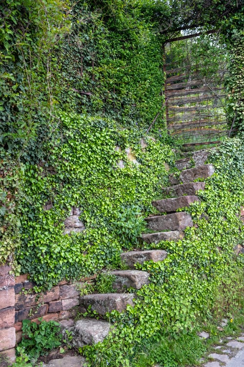 Vorschau: Eine schmale Steintreppe führt zum geschlossenen Metalltor. Deutschland, Heidelberg