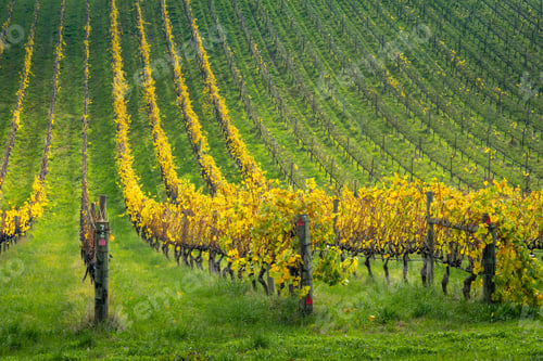 Preview: Autumn Vines