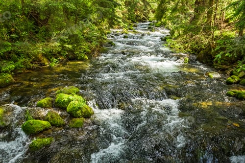 Preview: Summer mountain stream in the forest