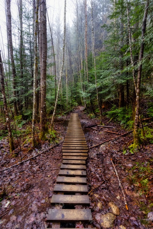 Preview: Mystical View of the Trail in Rain Forest during a foggy and rainy Winter Season