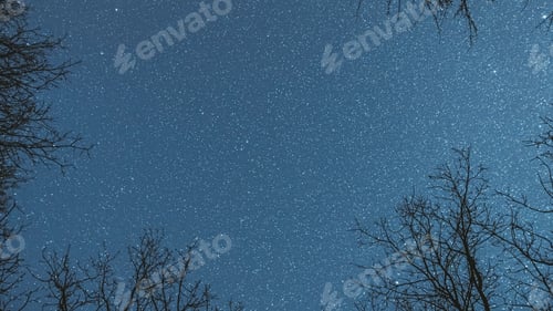 Preview: Night Sky Stars Above Oak Trees Branches In Early Spring. Natural Starry Sky Above Woods. Night Sky