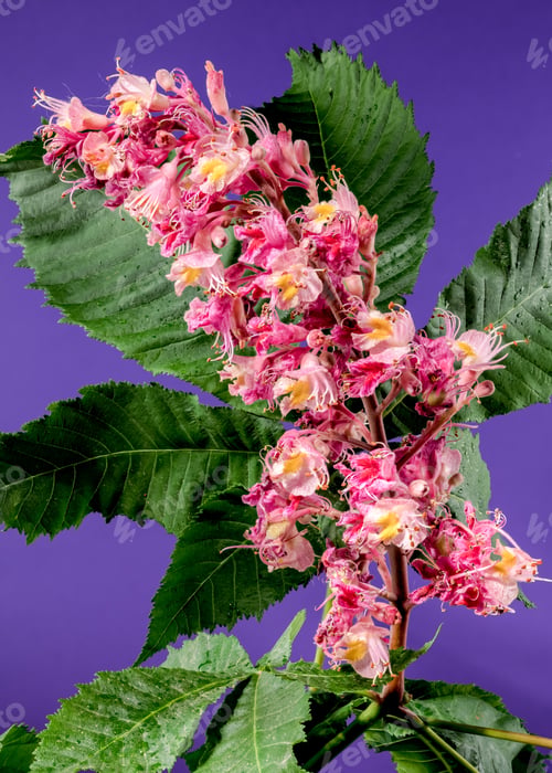 Preview: Blooming red horse-chestnut flowers on a purple background