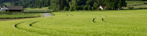 Preview: 4x1 banner for social networks, websites. Green rye field, forest, rural road, farmhouses, buildings