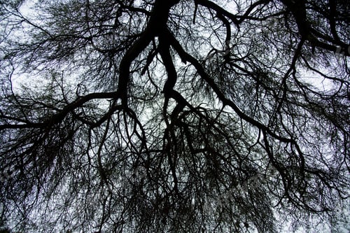 Preview: Old big tree in the forest