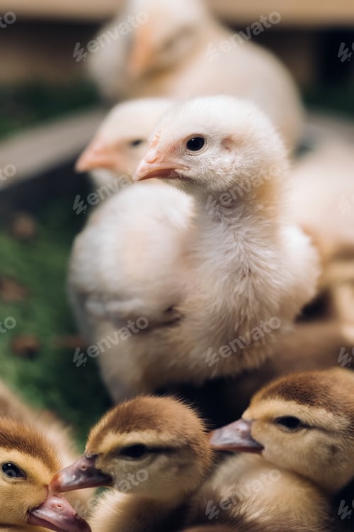 Preview: Little chickens and ducklings bask in the sun on the grass