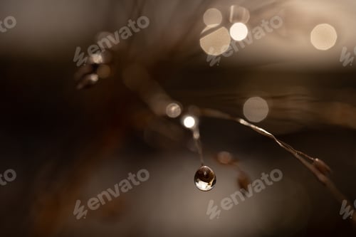 Preview: Light morning dew on the grass in winter