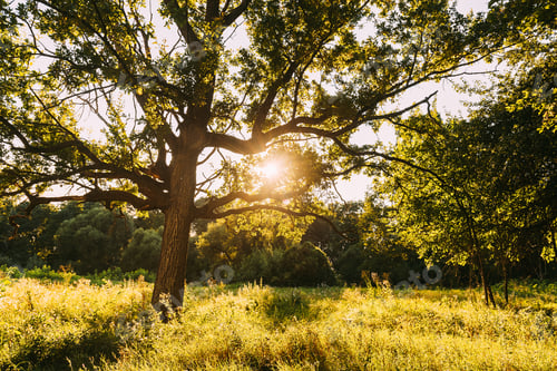 Preview: Old oak tree in Summer sunny day. Sunlight Sunshine Through Oak Forest Tree. Sunny Nature Wood