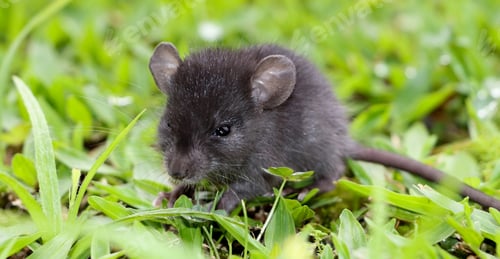 Preview: A baby mouse on a lawn