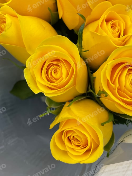 Preview: Roses
