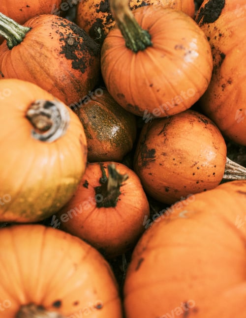 Preview: Halloween pumpkin pile close up background