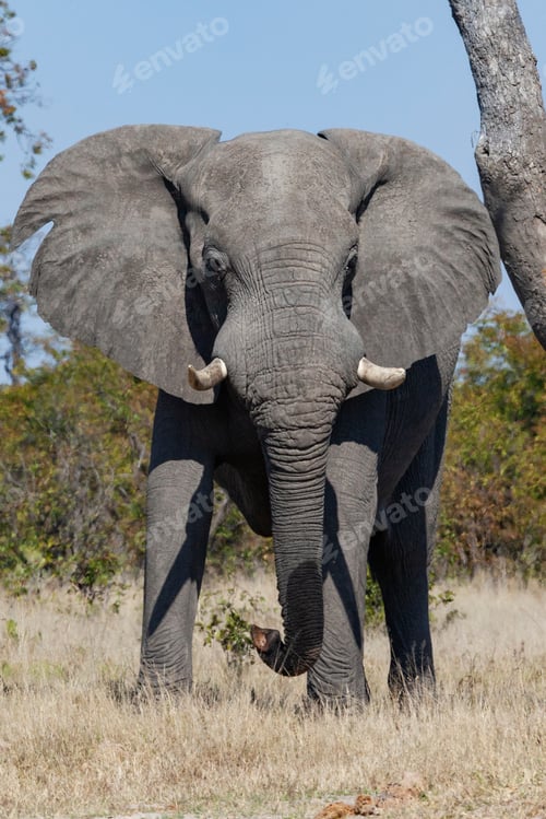 Preview: African Bull Elephant - Botswana