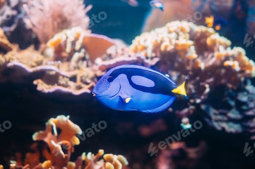 Vista previa: Blue Tang Fish Paracanthurus Hepatus Swimming In Water. Popular