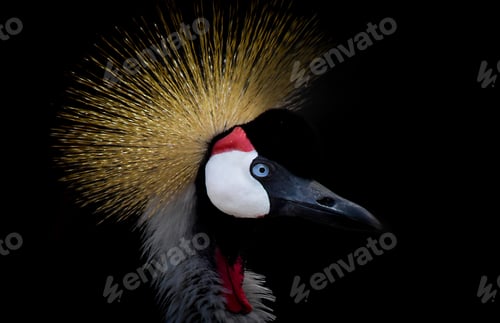 Preview: Bird portrait
