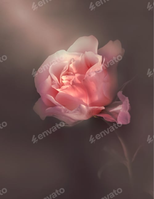 Preview: Closeup rose flower.