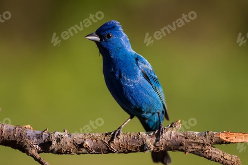 Preview: Indigo Bunting