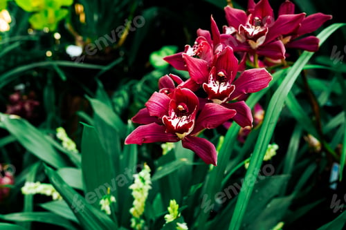 Preview: Beautiful orchid flowers in botanical garden