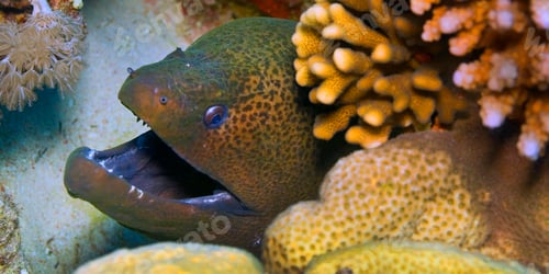 Preview: Giant moray, Red Sea, Egypt