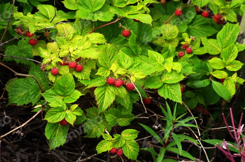 Preview: Raspberry bush with bright ripe berries